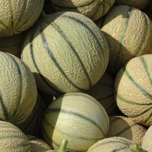 Melon 500g