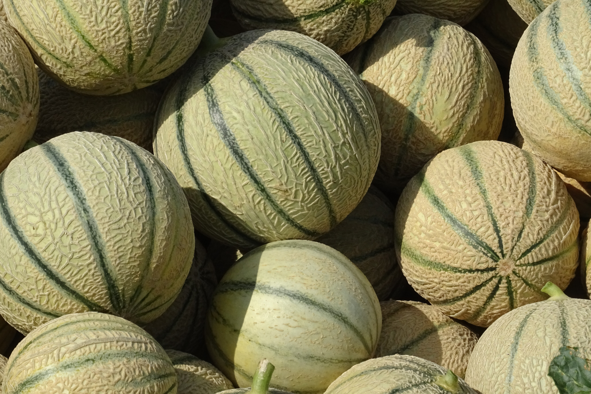 melon pont vert