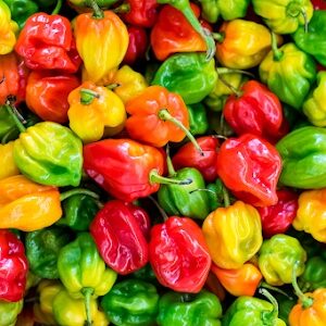 Piment 500g
